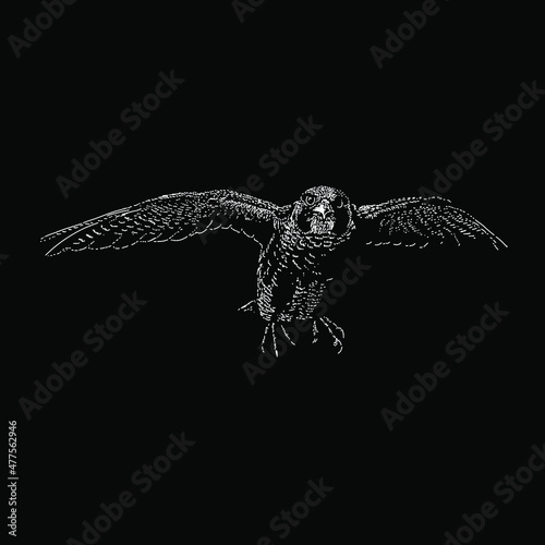 falcon hand drawing vector illustration isolated on black background
