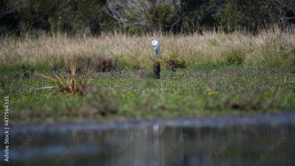 Great Egret standing on a tree stump, in the middle of a lake in Queensland, Australia. ( Ardea alba )