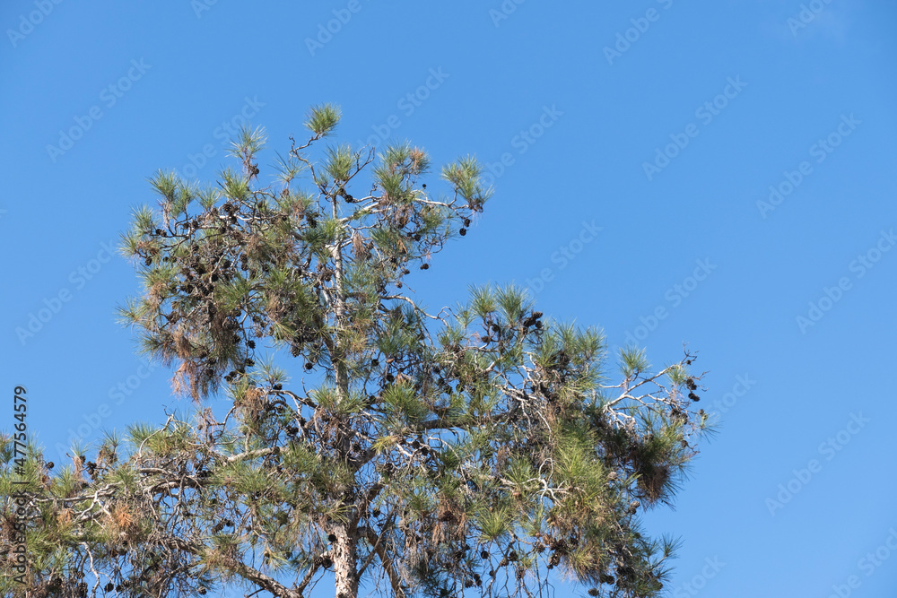 coniferous pine tree and its cones. blue sky background. coniferous pine tree and its cones. blue sky background.