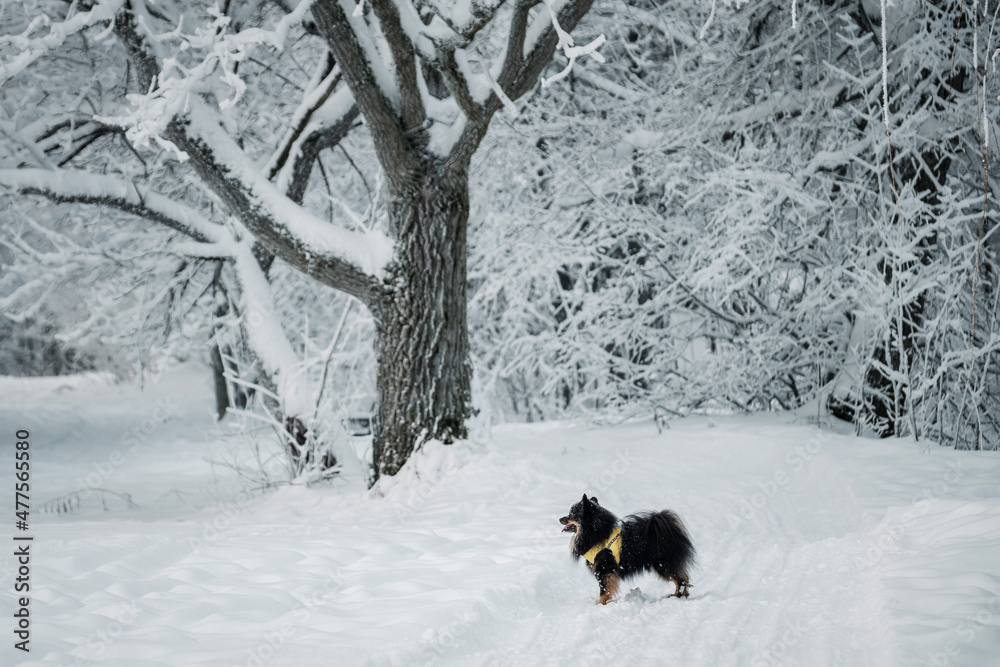 A small dog standing in a snowy forest A small dog standing in a snowy forest