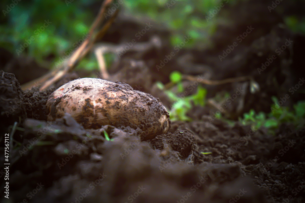 Obraz premium potatoes on the ground