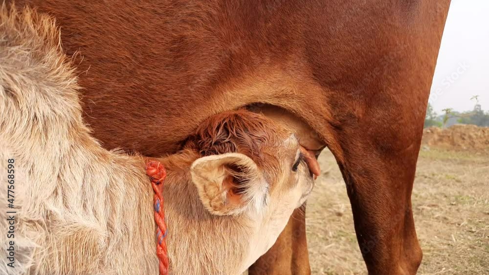 A cow is feeding its calf. cute calves drinking milk from mother cow