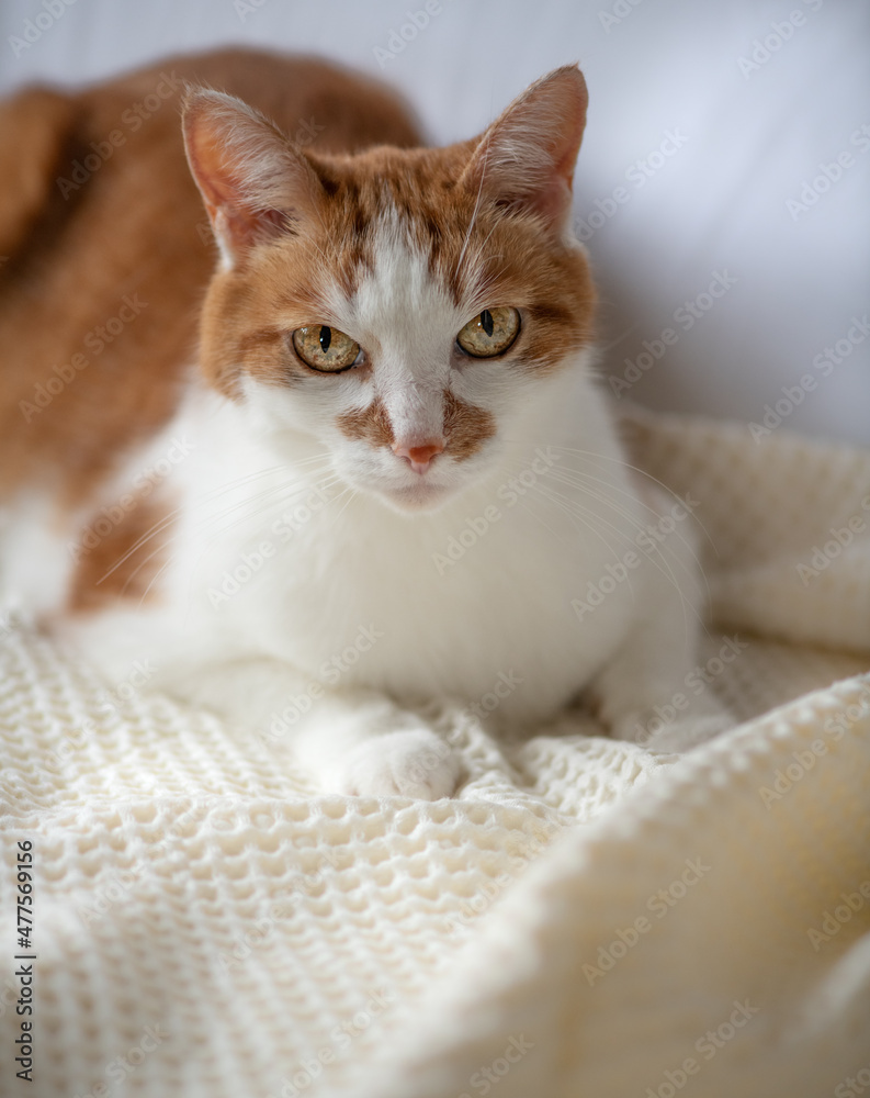 cat in bed cat in bed