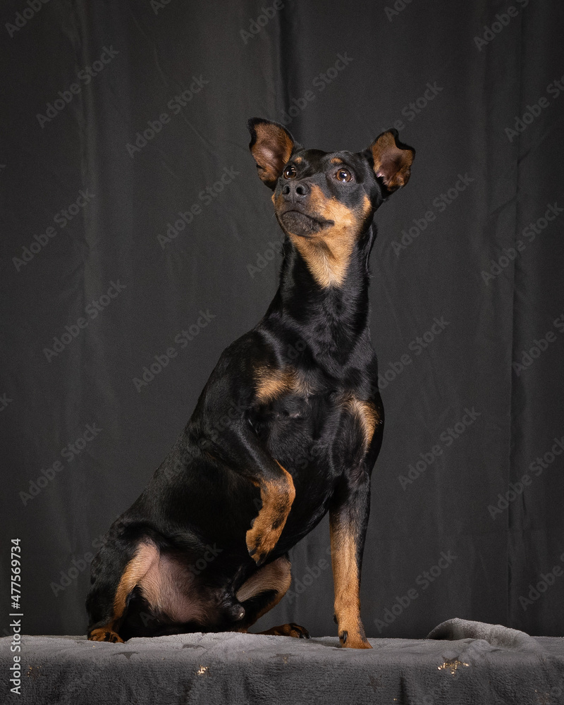German pinscher studio photos with dark background German pinscher studio photos with dark background