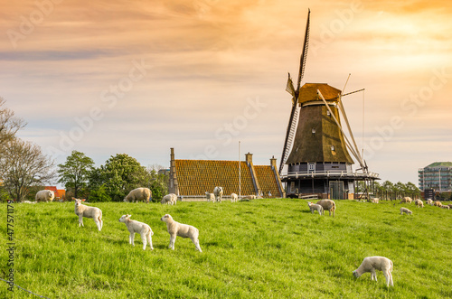 Sunset over a windmill and sheep on the dike in Medemblik, Netherlands photo