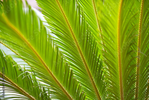 Coconut palm trees green texture background. Tropical palm coconut trees on sky  nature background. Tropical trees design.