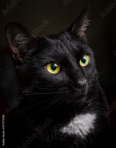 Low key portrait. A black cat with yellow-green eyes and a white spot on its chest looks out the window.