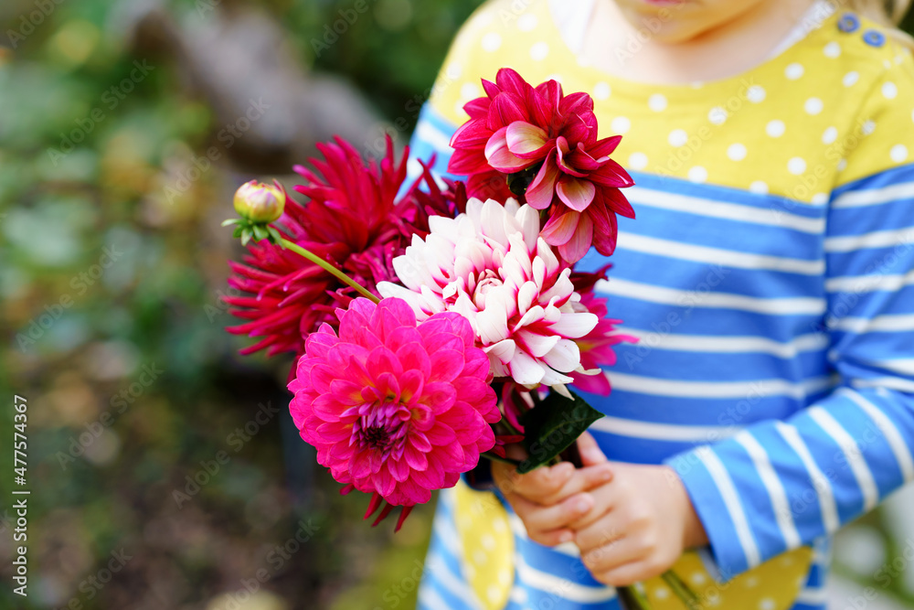 Obraz premium Close-up of huge bouquet of blossoming red and pink dahlia flowers holding in hands of little toddler girl. Close up of blooming flower arrangement. Child with peonies for mother or birthday.