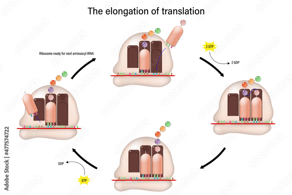 The elongation of translation concept. Amino acids are added one by one to the preceding amino acid. - obrazy, fototapety, plakaty 