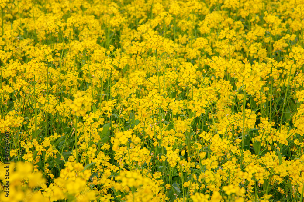 Bloom Mustard Flowers Beautiful scenery in the field.
Bloom Mustard Flowers Beautiful scenery in the field.