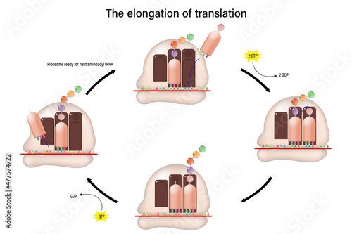 The elongation of translation concept. Amino acids are added one by one to the preceding amino acid.
