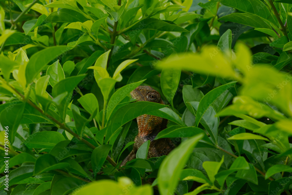 Fototapeta premium Perfectly camouflaged Chameleon or Lizard at Garden in Odisha India