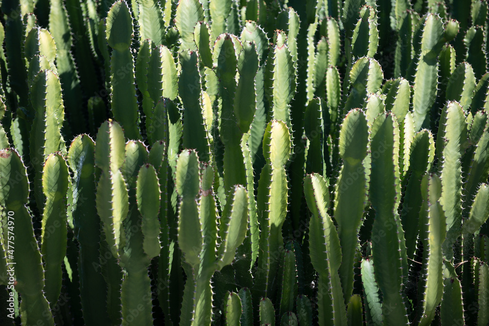 Cactus backdround, cacti design or cactaceae pattern.