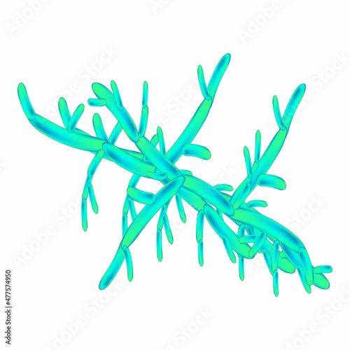 C. viswanathii candida. Pathogenic yeast-like fungi of the Candida type morphological structure. Vector illustration