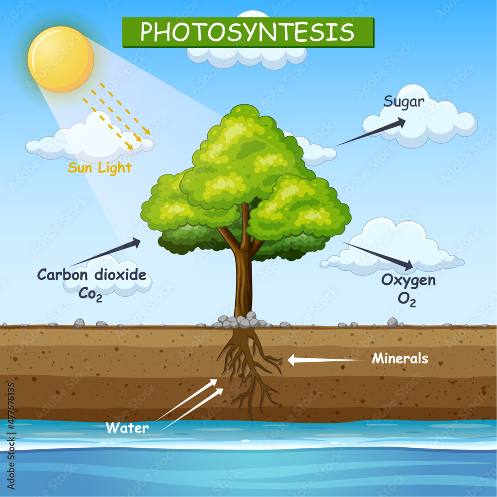 Diagram showing process of photosynthesis in tree illustration Stock