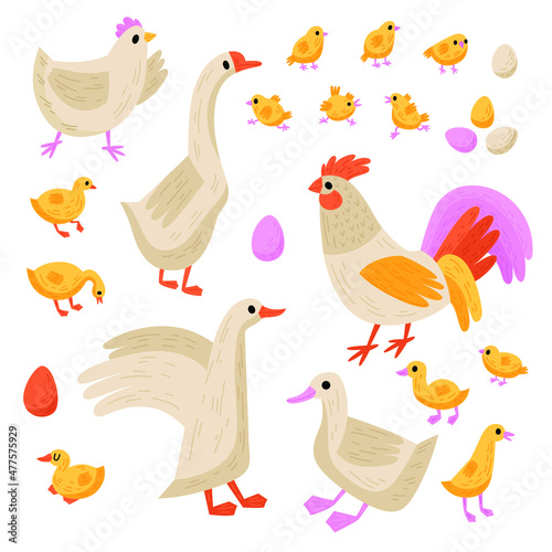 Collection of domestic birds  hen  chickens  rooster  goose  goslings  duck and ducklings. Vector doodle illustration with poultry for design