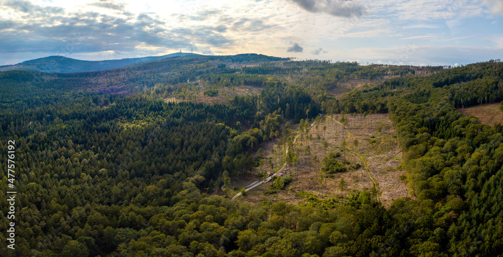 Obraz premium Waldsterben im Taunus durch den Klimawandel, Borkenkäfer und Trockenheit, Hessen Deutschland