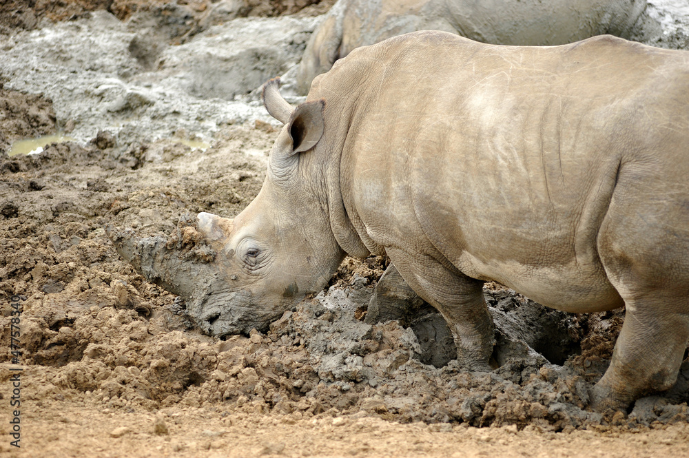 A horizontal shot of a large female white rhino taking a mud bath with its feet submerged, Madikwe, South Africa A horizontal shot of a large female white rhino taking a mud bath with its feet submerged, Madikwe, South Africa