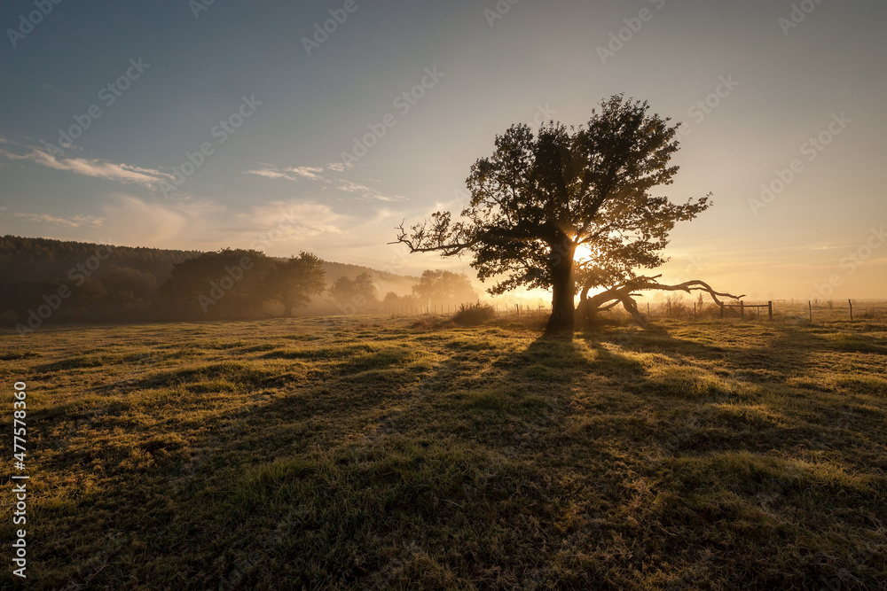A horizontal shot of a large lone tree in a grassy meadow on a golden misty morning at sunrise, shooting into the sun, Midlands, Kwa Zulu Natal, South Africa