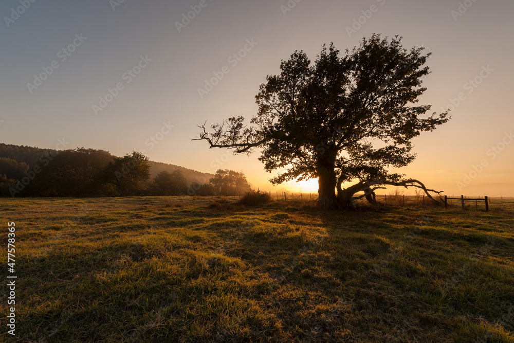 A horizontal shot of a lone ancient tree in a grassy meadow on a golden misty morning at sunrise, shooting into the sun, Midlands, Kwa Zulu Natal, South Africa