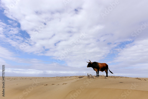 A horizontal shot of a bull cow standing on the beach against a vast blue sky with white clouds, Umngazi River Bungalows, Eastern Cape; South Africa