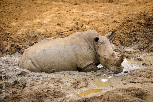 A horizontal shot of a white rhino mother taking a mud bath and submerged in the mud,  looking at the camera, Madikwe, South Africa