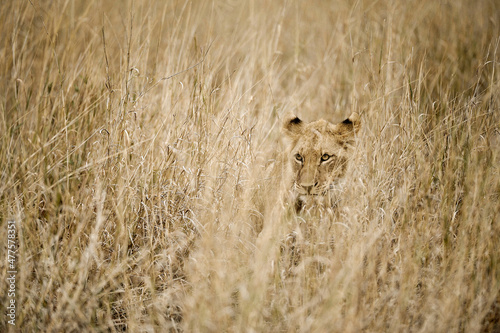 A horizontal shot of a well camouflaged lioness hiding in the tall brown dry grass, looking towards the camera, Madikwe Game Reserve, South Africa