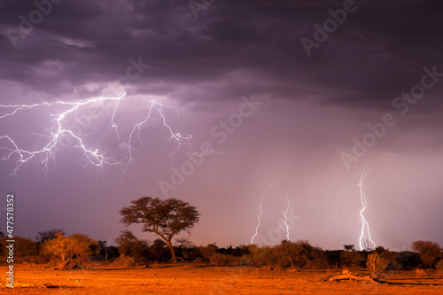 A horizontal shot of a dramatic lightning storm with a cloud filled sky, with trees in the foreground and thunderbolts in the sky, Madikwe Game Reserve, South Africa photo