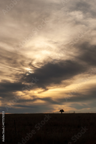 A vertical shot of a lone tree silhouetted against a dramatic  moody  cloudy sky at sunset  Bloemfontein  Free State  South Africa