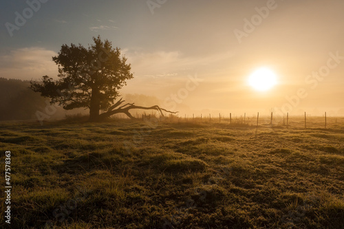 A horizontal shot of a lone ancient tree in a grassy meadow on a golden misty morning at sunrise, shooting into the sun, Midlands, Kwa Zulu Natal, South Africa