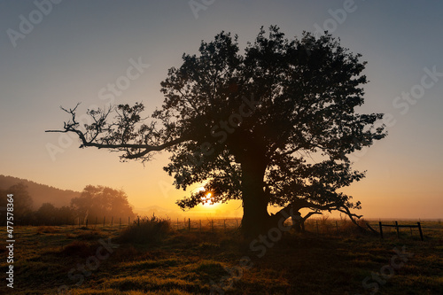 A horizontal shot of a massive tree in a grassy meadow on a golden misty morning at sunrise  shooting into the sun  Midlands  Kwa Zulu Natal  South Africa
