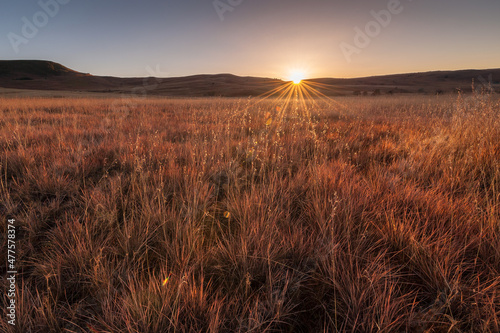 The golden early morning sun rising over the mountains, with tall, back-lit grass in the foreground, Free State, South Africa