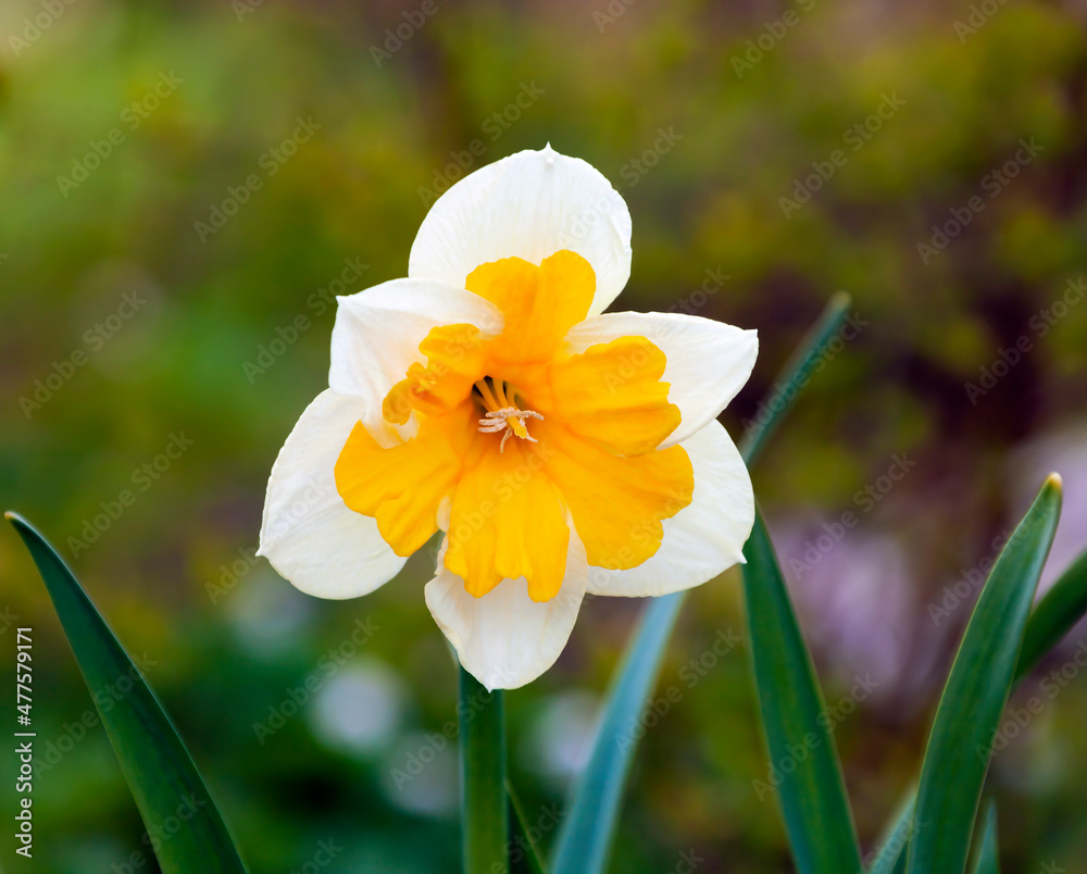 Fototapeta premium Beautiful blooming yellow-white narcissus in the spring garden.