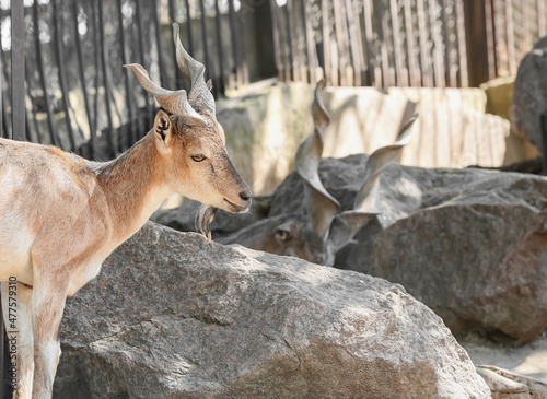 Markhor (Capra fakoneri) in zoological garden