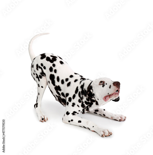 Funny Dalmatian dog on white background