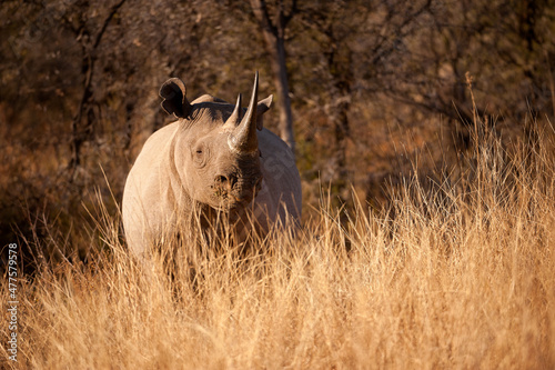 A close up portrait of the face, mouth, horns and eye of a black rhino grazing and looking straight at the camera, at sunrise, Madikwe Game Reserve, South Africa