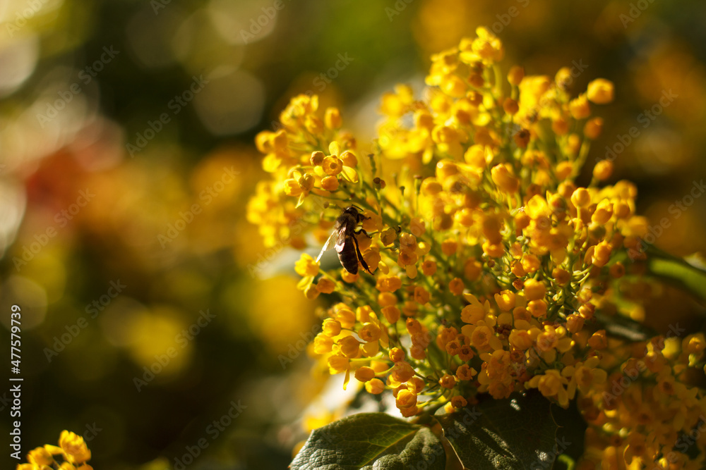 Obraz premium Bee collects nectar on blossoming beautyful yellow Mahonia repens - honey tree