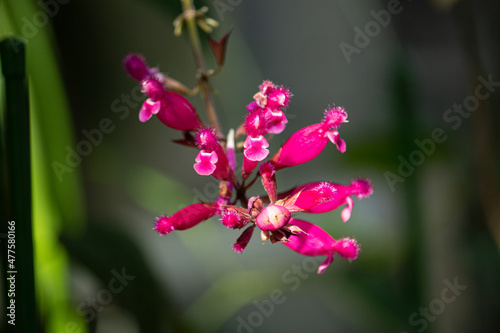 サルビア・インボルクラタ　別名：ローズリーフセージ　学名：Salvia involucrata photo