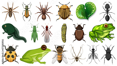 Photo Different insects collection isolated on white background