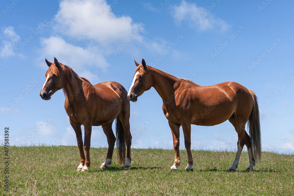 Obraz premium Two chestnut mares on a summer paddock