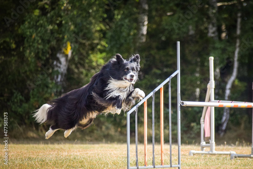 border collie is jumping over the hurdles. Amazing day on czech agility privat training