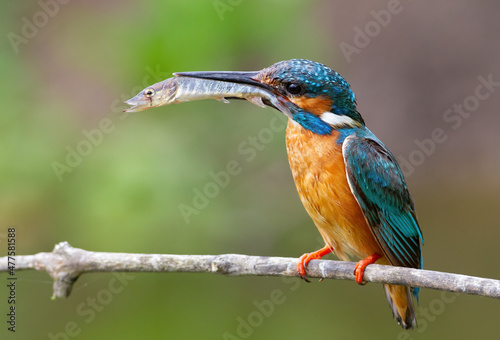Common kingfisher, Alcedo atthis. The male catches pike fry and brings them to feed the chicks