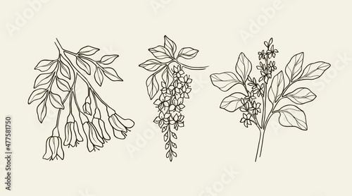 Set of sketch kowhai, cassia, oleander photo