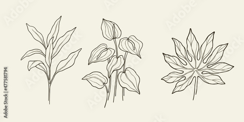 Set of cordyline fruticosa  anthurium  fatsia japonica. Tropical foliage