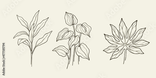 Set of cordyline fruticosa, anthurium, fatsia japonica. Tropical foliage