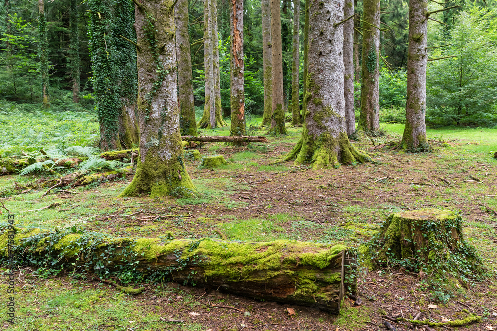 Obraz premium Trunks