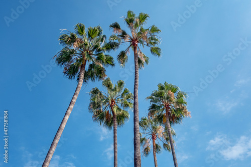 Looking up at a cluster of tall, healthy palm trees against a blue sky, view from below of tropical trees in a sunny day, concept for summer vacation, travel in exotic destinations or weekend getaways