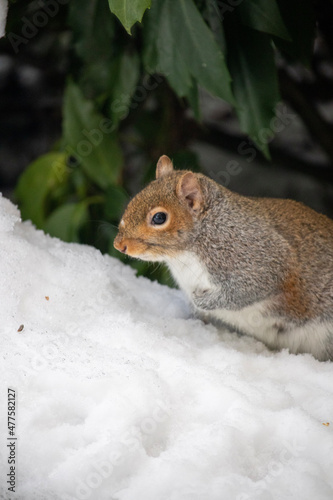 squirrel in the park