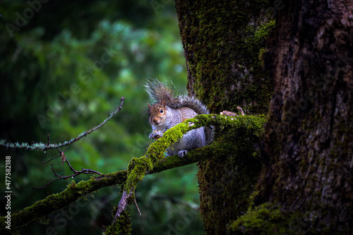 squirrel on tree