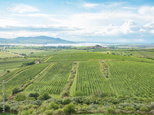 Family vineyards form a traditional landscape, upper view